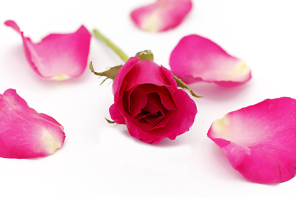 포토 JPG 해외이미지 식물 기념일 꽃잎 꽃 줄기 결혼 백그라운드 컨셉 꽃무늬 자연 휴가 기념 프레임 발렌타인데이 선물 사랑 이벤트 사람없음 장식 빨간색 초록색 여름 뷰티 장미 봄 낭만 벚꽃 흰색 축하 신선 우아함 유혹 심볼 오브젝트 싱글 원예 열정 고립 완전 해외포토 계절 감정 컬러 무늬 데이이벤트 취미 생태계 파일형식 이미지허브