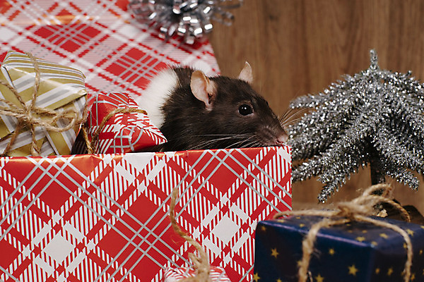 포토 JPG 해외이미지 동물 백그라운드 크리스마스 겨울 포유류 휴가 새로움 털 선물 사람없음 장식 빨간색 반려동물 상자 중국 달력 흰색 축하 쥐 설치류 모피 심볼 사인 솜털 해외포토 계절 기념일 아시아 컬러 컨셉 파일형식 이미지허브