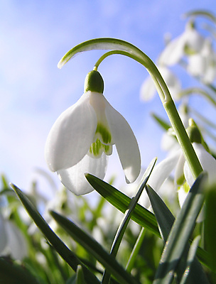 포토 JPG 해외이미지 꽃 하늘 사람없음 아웃포커스 스노드롭 해외포토 식물 촬영기법 파일형식 이미지허브