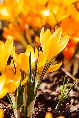 포토 JPG 해외이미지 식물 계절 꽃잎 꽃 꽃무늬 자연 사람없음 컬러풀 노란색 정원 보라색 봄 벚꽃 원예 해외포토 컬러 무늬 취미 생태계 파일형식 이미지허브