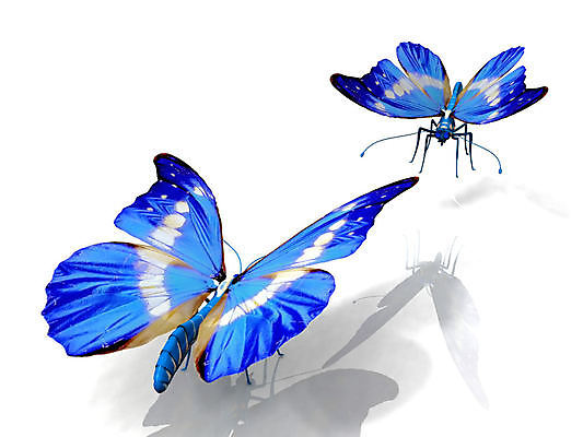 포토 JPG 해외이미지 동물 계절 분홍색 과학 나비 곤충 날개 자연 바닥 사람없음 여름 뷰티 노란색 환경 정원 봄 점 오픈 변화 보호 동물상 변태 생태학 이국적 전경 해외포토 교육 컬러 컨셉 풍경 조형물 생태계 파일형식 탑뷰 이미지허브