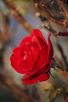 포토 JPG 해외이미지 식물 디자인 꽃 잎 꽃무늬 자연 선물 사랑 사람없음 빨간색 뷰티 장미 정원 낭만 벚꽃 가을 신선 심볼 열정 해외포토 계절 감정 컬러 컨셉 무늬 생태계 파일형식 이미지허브