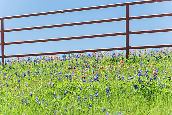 포토 JPG 해외이미지 주간 봄꽃 자연 사람없음 야외 울타리 봄 해외포토 자연요소 계절 꽃 담장 생태계 파일형식 이미지허브