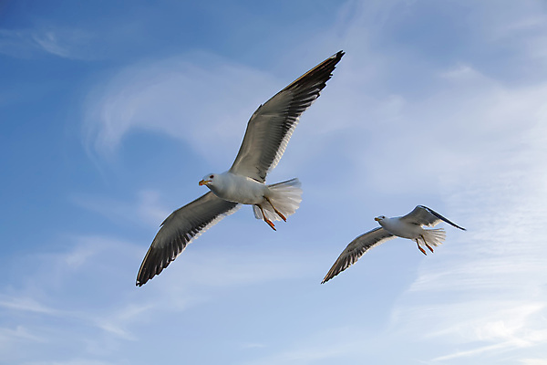 포토 JPG 해외이미지 동물 야생동물 백그라운드 날개 자연 갈매기 조류 하늘 사람없음 공중 여름 파란색 태양 머리 우주 회색 자유 흰색 비행 그룹 깃털 해외포토 자연요소 계절 컬러 컨셉 신체부위 생태계 파일형식 이미지허브