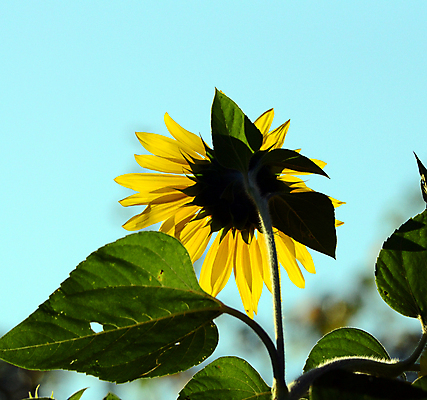 포토 JPG 해외이미지 주간 줄기 잎 하늘 해바라기 사람없음 야외 아웃포커스 해외포토 자연요소 식물 꽃 촬영기법 파일형식 이미지허브
