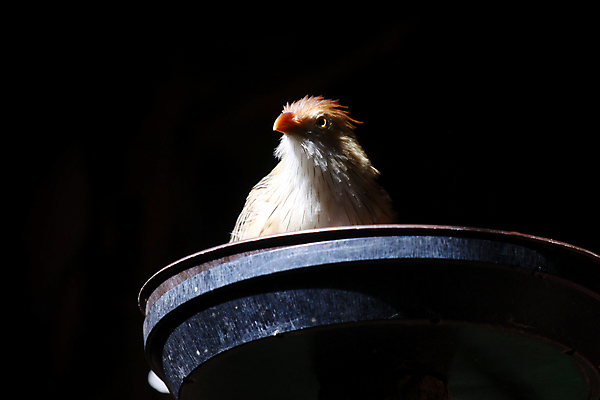 포토 JPG 해외이미지 동물 야생동물 백그라운드 날개 자연 조류 미술 사람없음 갈색 검은색 숲 깃털 제비 해외포토 컬러 문화예술 생태계 파일형식 이미지허브