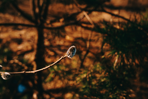 포토 JPG 해외이미지 나무 식물 계절 공원 꽃 백그라운드 잎 꽃무늬 밭 자연 부활절 새로움 사람없음 야외 장식 초록색 파란색 태양 뷰티 노란색 정원 고양이 봄 벚꽃 흰색 나뭇가지 신선 개화 숲 4월 버드나무 속도 러시아 꽃가루 부드러움 솜털 내추럴 해외포토 자연요소 공공시설 기념일 유럽 컬러 컨셉 무늬 농업 포유류 반려동물 감각 날짜 가루 생태계 파일형식 이미지허브