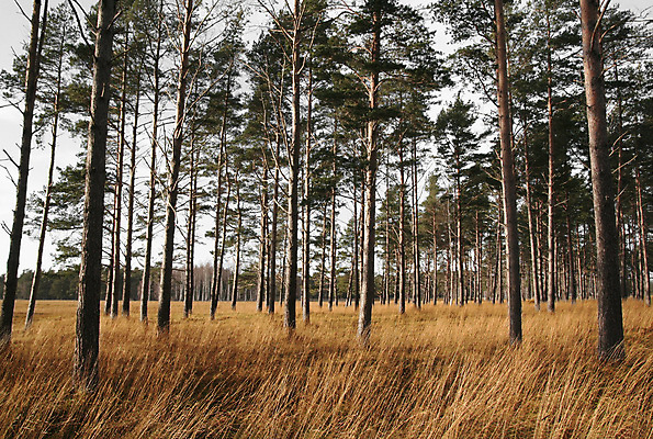 포토 JPG 해외이미지 나무 식물 계절 야생동물 백그라운드 잎 밭 아프리카 자연 바람 건조 파노라마 사람없음 야외 목재 초록색 뷰티 노란색 환경 죽음 황무지 황금 숲 땅 장면 내추럴 사바나 평야 수평선 해외포토 자연요소 동물 나라 컬러 농업 재료 날씨 촬영기법 생태계 파일형식 이미지허브