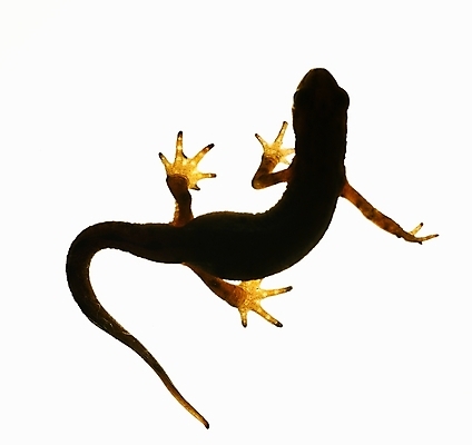 포토 JPG 해외이미지 동물 척추동물 응시 실루엣 야생동물 백그라운드 파충류 자연 생물 종류 양서류 사람없음 빛 수중 흰색 점 자르기 사인 눈금 도마뱀 숨김 고립 동물상 이국적 해외포토 시선 컬러 컨셉 모션 촬영기법 조형물 생태계 파일형식 이미지허브