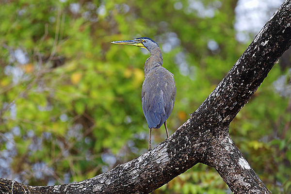 포토 JPG 해외이미지 식물 동물 야생동물 자연 조류 어업 사람없음 야외 미국 호랑이 숲 왜가리 깃털 부리 코스타리카 해외포토 산업 북아메리카 포유류 중앙아메리카 생태계 파일형식 이미지허브