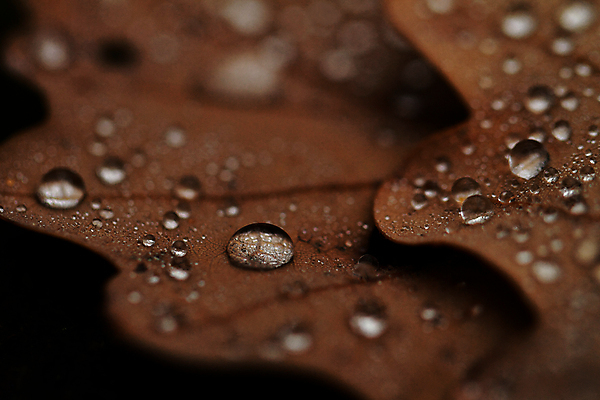 포토 JPG 해외이미지 모양 식물 계절 잎 자연 건조 미술 사람없음 야외 물 빛 갈색 노란색 우주 환경 꿈 젖음 골동품 가을 물방울 황금 떨어짐 숲 이슬 작음 크리스탈 순수 묘사 유기농 정맥 내추럴 엘리먼트 해외포토 자연요소 웰빙 컬러 컨셉 문화예술 크기 광석 생태계 혈관 파일형식 이미지허브