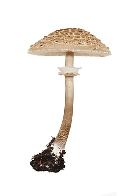 포토 JPG 해외이미지 음식 채소 재료 사람없음 양념 큼 흰배경 캡모자 해외포토 모자_잡화 백그라운드 흰색 크기 파일형식 이미지허브