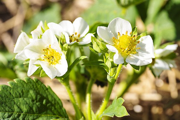 포토 JPG 해외이미지 식물 계절 열매 꽃잎 꽃 음식 백그라운드 잎 꽃무늬 밭 농업 과일 자연 딸기 건강 사람없음 야외 초록색 햇빛 뷰티 농장 노란색 정원 봄 활발 성장 벚꽃 흰색 신선 개화 유기농 원예 향기 내추럴 꽃수술 채식주의자 맛있는 해외포토 웰빙 산업 컬러 컨셉 무늬 취미 태양 생태계 채식 냄새 파일형식 이미지허브