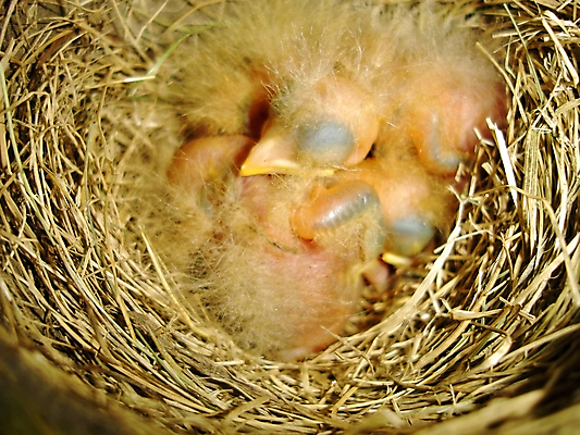 포토 JPG 해외이미지 동물 야생동물 오렌지 자연 조류 휴식 새로움 건조 사람없음 옆모습 반려동물 노란색 봄 자녀 아기 신생아 잠 둥지 볏짚 작음 배고픔 깃털 부리 솜털 밀짚 시각장애인 생존 해외포토 계절 뷰포인트 컬러 컨셉 과일 사람 짚 크기 장애인 생태계 파일형식 이미지허브