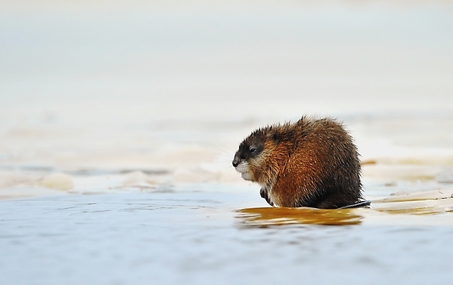 포토 JPG 해외이미지 동물 1 계절 호수 얼굴 야생동물 겨울 포유류 발 자연 생물 털 앉기 사람없음 야외 물 강 갈색 머리 냉동 얼음 봄 새벽 젖음 흰색 황무지 습지 저녁 쥐 설치류 생물학 러시아 서식지 동물상 해외포토 자연요소 교육 유럽 컬러 모션 신체부위 조형물 야간 생태계 파일형식 이미지허브