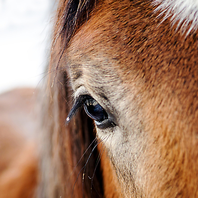 포토 JPG 해외이미지 동물 사람없음 속눈썹 갈기 해외포토 눈썹 파일형식 이미지허브