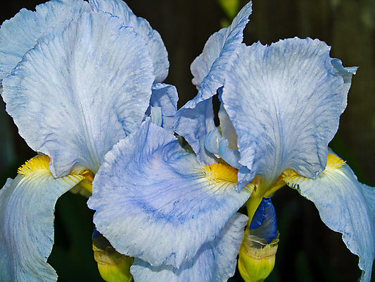 포토 JPG 해외이미지 식물 계절 꽃잎 꽃 행복 백그라운드 꽃무늬 하늘 휴가 선물 사람없음 초록색 파란색 뷰티 노란색 보라색 축제 봄 활발 벚꽃 흰색 축하 신선 꽃집 만족 네덜란드 싱글 꽃가루 부드러움 붓꽃 광 해외포토 감정 유럽 컬러 컨셉 무늬 상점 감각 가루 파일형식 이미지허브