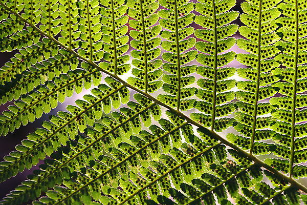 포토 JPG 해외이미지 식물 계절 꽃 줄기 백그라운드 잎 꽃무늬 패턴 자연 추상 건강 창조 사람없음 초록색 빛 뷰티 환경 봄 성장 나뭇가지 신선 닫기 열대우림 묘사 호기심 에코 유기농 질감 내추럴 생태학 양치류 해외포토 나무 웰빙 교육 감정 컬러 컨셉 무늬 모션 숲 생태계 파일형식 이미지허브