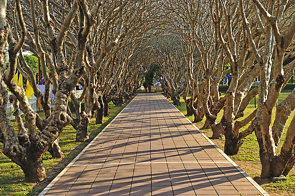 포토 JPG 해외이미지 나무 식물 계절 공원 꽃 도로 길 선 여행 백그라운드 잎 자국 자연 거리 사람없음 초록색 빛 햇빛 태양 뷰티 정원 일몰 봄 운전 나뭇가지 시골 터널 숲 그늘 나무껍질 내추럴 직진 해외포토 자연요소 공공시설 컬러 교통시설 모션 노을 껍질 생태계 파일형식 이미지허브