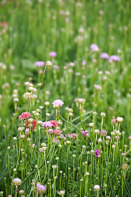 포토 JPG 해외이미지 식물 꽃잎 꽃 백그라운드 잎 꽃무늬 패턴 밭 자연 추상 친절 사랑 잔디 초원 사람없음 장식 초록색 태양 뷰티 정원 봄 기쁨 벚꽃 신선 우아함 오브젝트 꽃수술 해외포토 자연요소 계절 감정 컬러 컨셉 무늬 농업 생태계 파일형식 이미지허브