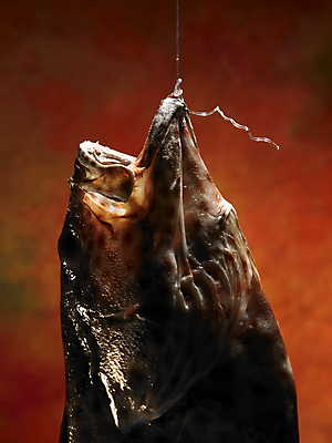 포토 JPG 해외이미지 디자인 음식 백그라운드 컨셉 다이어트 벽지 낚시 추상 매달리기 건강 어류 요리 미술 사람없음 컬러풀 판매 세일 상점 식당 식사 저녁식사 신선 시장 맛 먹기 해산물 준비 어장 슈퍼마켓 점심식사 채식주의자 해외포토 컬러 무늬 모션 레저 문화예술 수중동물 채식 파일형식 이미지허브