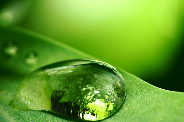 포토 JPG 해외이미지 주간 잎 근접촬영 사람없음 야외 초록색 반사 물방울 빗방울 해외포토 자연요소 식물 뷰포인트 컬러 비_날씨 파일형식 이미지허브