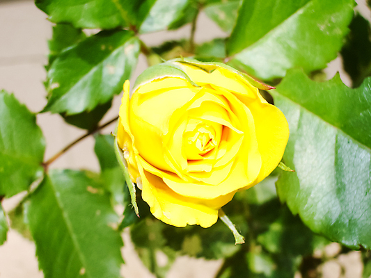 포토 JPG 해외이미지 식물 계절 공원 꽃잎 꽃 줄기 꽃다발 백그라운드 잎 꽃무늬 밭 오렌지 자연 국화 사람없음 야외 빨간색 초록색 컬러풀 태양 뷰티 장미 정원 보라색 봄 벚꽃 흰색 축하 신선 원예 부드러움 라일락 내추럴 영원 많음 해외포토 자연요소 공공시설 컬러 컨셉 무늬 농업 과일 취미 감각 생태계 파일형식 이미지허브