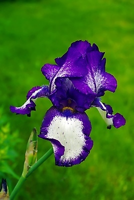 포토 JPG 해외이미지 식물 꽃잎 꽃 줄기 백그라운드 자연 사람없음 장식 초록색 여름 파란색 뷰티 노란색 정원 보라색 침묵 줄무늬 활발 젖음 성장 벚꽃 흰색 깃발 닫기 떨어짐 소프트포커스 수분 허브 제비꽃 오브젝트 싱글 붓꽃 영원 이국적 해외포토 계절 컬러 컨셉 무늬 모션 촬영기법 소리 생태계 파일형식 이미지허브