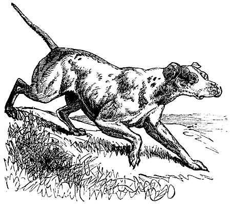 EPS 해외이미지 일러스트 사람없음 빈티지 개 판화 해외일러스트 컨셉 포유류 미술 파일형식 벡터 이미지허브