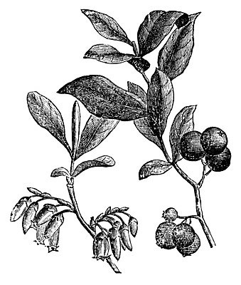 EPS 해외이미지 식물 열매 꽃 음식 과일 일러스트 자연 미술 검은색 수확 골동품 흰색 인쇄 그림 블루베리 판화 옛날 월귤 해외일러스트 컬러 농업 문화예술 생태계 파일형식 벡터 이미지허브