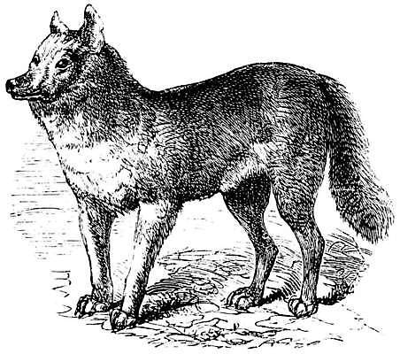 EPS 해외이미지 일러스트 사람없음 빈티지 개 판화 딩고 해외일러스트 컨셉 포유류 미술 파일형식 벡터 이미지허브