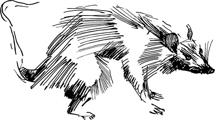 EPS 해외이미지 동물 캐릭터 실루엣 일러스트 발 자연 털 흑백 그래픽 연필 펜 검은색 흰색 쓰레기 폐기물 쥐 인쇄 스케치 콧수염 그림 꼬리 사냥 손그림 판화 해외일러스트 일러캐릭터 컬러 학용품 수염 촬영기법 미술 신체부위 필기구 설치류 생태계 파일형식 벡터 이미지허브