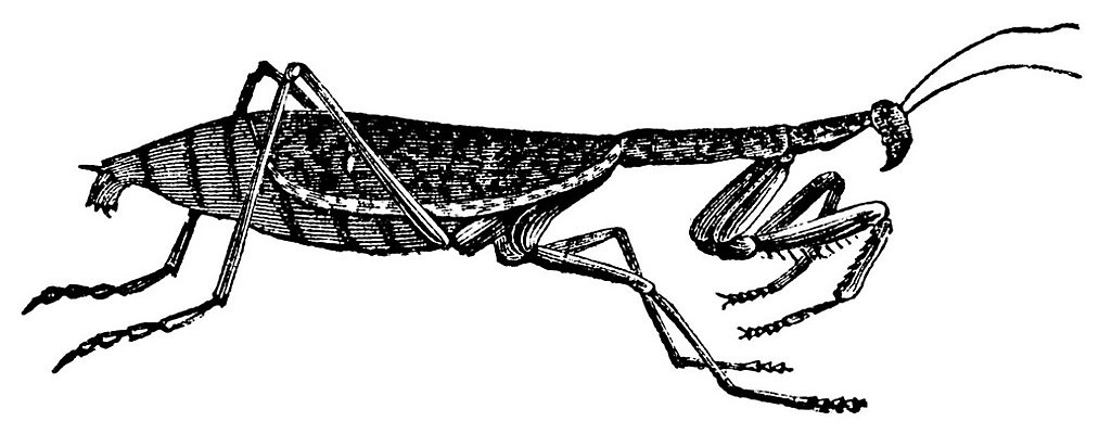 EPS 해외이미지 동물 디자인 유럽 야생동물 곤충 일러스트 생물 미술 검은색 수확 골동품 흰색 기도 스케치 그림 생물학 육식동물 판화 내추럴 고립 동물상 옛날 차단 해외일러스트 교육 나라 컬러 농업 문화예술 조형물 파일형식 벡터 이미지허브