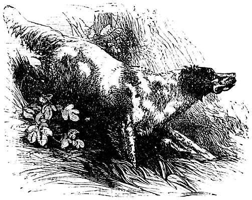 EPS 해외이미지 일러스트 사람없음 빈티지 개 판화 아이리쉬세터 해외일러스트 컨셉 포유류 미술 파일형식 벡터 이미지허브