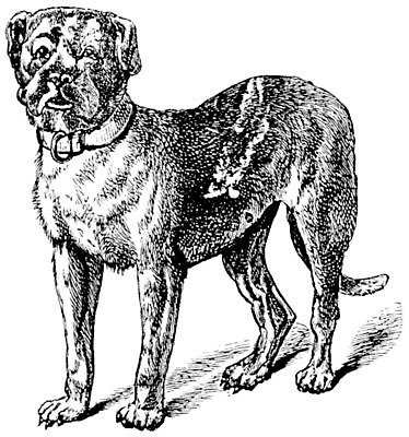 EPS 해외이미지 일러스트 사람없음 빈티지 판화 불독 보르도 해외일러스트 컨셉 미술 개 파일형식 벡터 이미지허브