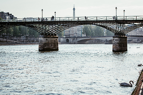 포토 JPG 주간 한마리 해외풍경 유럽풍경 사람없음 야외 프랑스 백조 파리_프랑스 센강 오후 예술의다리 국내포토 자연요소 1 해외 유럽 조류 풍경 강 다리_건축물 파일형식