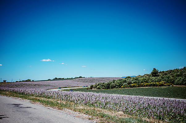 포토 JPG 주간 해외풍경 도로 꽃밭 유럽풍경 하늘 사람없음 야외 여름 맑음 프랑스 라벤더 남프랑스 국내포토 자연요소 해외 계절 꽃 유럽 길 교통시설 날씨 풍경 허브 파일형식