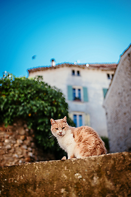 포토 JPG 주간 한마리 해외풍경 유럽풍경 하늘 주택 사람없음 야외 건물 아웃포커스 담장 고양이 프랑스 시골 동물라이프 남프랑스 국내포토 자연요소 동물 1 해외 라이프스타일 건축물 유럽 포유류 촬영기법 풍경 반려동물 파일형식