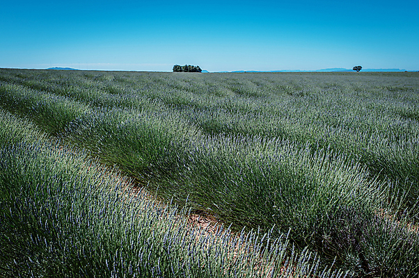 포토 JPG 주간 해외풍경 꽃밭 유럽풍경 자연 하늘 사람없음 야외 맑음 프랑스 라벤더 국내포토 자연요소 해외 꽃 유럽 날씨 풍경 허브 생태계 파일형식