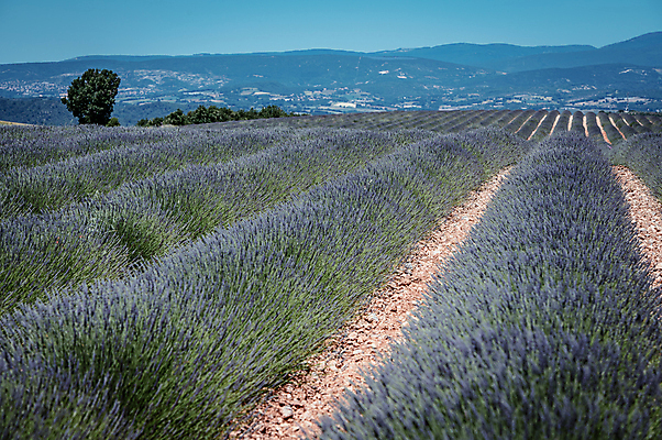 포토 JPG 주간 해외풍경 꽃밭 유럽풍경 자연 하늘 산 사람없음 야외 맑음 프랑스 라벤더 국내포토 자연요소 해외 꽃 유럽 날씨 풍경 허브 생태계 파일형식