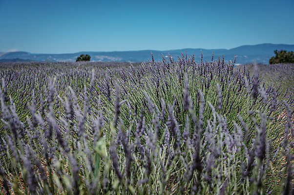 포토 JPG 주간 해외풍경 꽃밭 유럽풍경 자연 하늘 산 사람없음 야외 맑음 프랑스 라벤더 국내포토 자연요소 해외 꽃 유럽 날씨 풍경 허브 생태계 파일형식