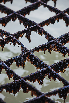 포토 JPG 주간 근접촬영 사람없음 야외 그물 김 전라남도 신안 양식업 국내포토 자연요소 뷰포인트 해조류 전라도 파일형식