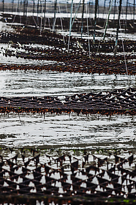 포토 JPG 주간 풍경 사람없음 야외 그물 김 전라남도 양식장 서해 신안 양식업 국내포토 자연요소 바다 해조류 전라도 시설 파일형식