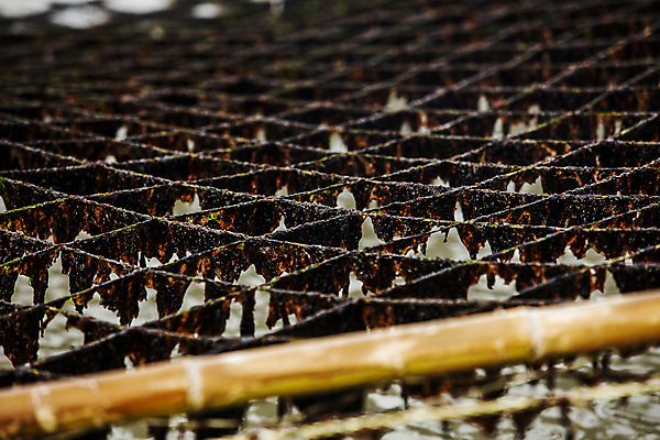 포토 JPG 주간 사람없음 야외 그물 소프트포커스 김 전라남도 양식장 신안 양식업 국내포토 자연요소 촬영기법 해조류 전라도 시설 파일형식