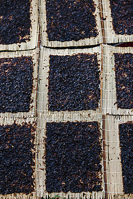 포토 JPG 주간 식재료 건조 사람없음 야외 김 전라남도 일렬 김발 신안 국내포토 자연요소 해조류 전라도 파일형식