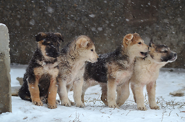 포토 JPG 해외이미지 동물 응시 얼굴 장난 자연 놀이 주택 건강 미소 사람없음 야외 물 반려동물 달리기 노란색 머리 점프 검은색 기쁨 젖음 코트 가을 양치기 개 닥스훈트 혀 코 귀 송곳니 경보 기르기 바보 해외포토 자연요소 직업 시선 계절 감정 컬러 포유류 모션 표정 건물 신체부위 외투 입 치아 생태계 돌봄 파일형식 이미지허브