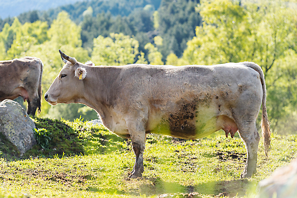 포토 JPG 해외이미지 동물 계절 유럽 스포츠 여행 백그라운드 겨울 포유류 자연 하늘 스키 산 주택 경사 사람없음 야외 건물 파란색 태양 갈색 마을 추위 흰색 도시 소 언덕 휴양지 알프스 장면 타운 안도라 해외포토 자연요소 건축물 나라 컬러 겨울스포츠 장소 생태계 파일형식 이미지허브