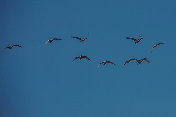 포토 JPG 해외이미지 주간 여러마리 하늘 사람없음 야외 비행 백조 해외포토 자연요소 다수 조류 파일형식 이미지허브