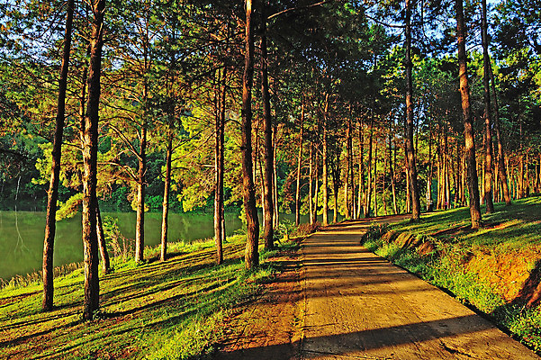 포토 JPG 해외이미지 공원 종이 벽 여행 태국 자연 벽지 아침 휴가 휴식 산 사람없음 야외 빛 햇빛 여행객 환경 힘 안개 신선 소나무 숲 모험가 사진사 언덕 그림 북쪽 전국 해외포토 주간 나무 공공시설 아시아 컨셉 날씨 사람 태양 방향 작가 생태계 파일형식 이미지허브