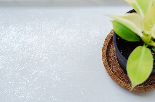 포토 JPG 해외이미지 나무 식물 디자인 꽃 벽 백그라운드 잎 꽃무늬 자연 탁자 추상 선반 선인장 주택 실내 사람없음 내부 목재 장식 초록색 우주 정원 봄 방 수확 성장 흰색 신선 냄비 정상 작음 책상 오브젝트 원예 내추럴 고립 심기 스타일 미니멀 해외포토 계절 컬러 가구 무늬 농업 재료 모션 취미 건물 솥 크기 생태계 파일형식 이미지허브